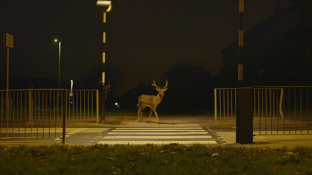 Urban Deer