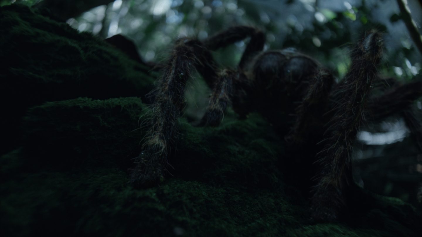 Royal Marines Commandos | Spider - 1920vfx